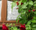 Rože ob oknu