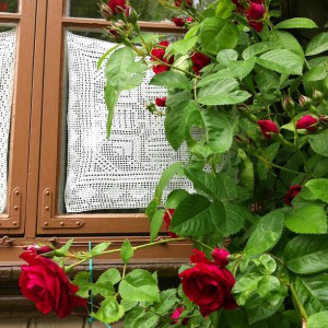 Rože ob oknu